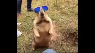 ЛУЧШИЕ ПРИКОЛЫ #2