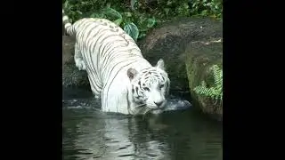Tiger 🐯walking in water||White Tiger||#shorts #whitetiger #water