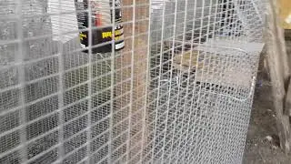Добыча на крысоловку