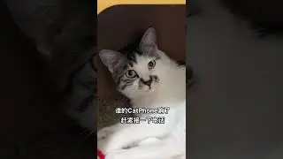 Hurry up and answer the kitten's phone!🤣 SD猫の夢島💗#shorts #かわいい #子猫の遊び