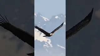 Eagle soars through the sky right in front of snow capped mountains.