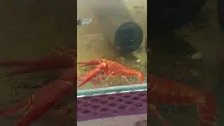 Флоридський рак