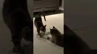 Real Life Chupacabra
