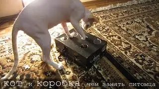 Коробка для кота (или чем занять своего питомца)