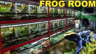 MASSIVE 250+ FROG ROOM TOUR!! | JUNGLE JEWEL EXOTICS TOUR
