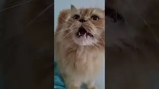 Lustige Katze singt 😂