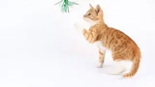 Игра Кошки Мышки. Реальное Видео - 3