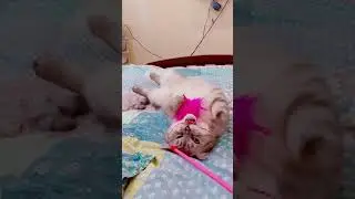 Тест из котиков