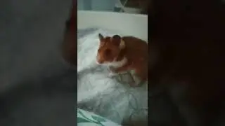 мой хомячок джери 🐹🐹🐹🐁