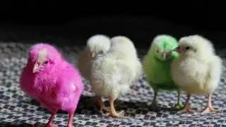 Baby Chicks Color 4k Ulta HD Video 60fps High Resolution