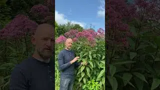 Gravel Root (Joe Pye Weed) as a medicine from the Ivywood Garden