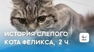 История слепого кота Феликса, эпизод 2