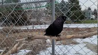 8163, 2019 hen