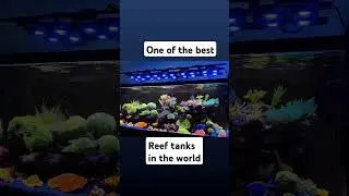 This Is The Pinnacle Of Reefing