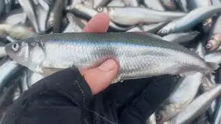 Фестиваль корюшка Идёт , Новая Ладога