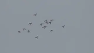 полёт Будапештских высоколётных голубей 07 12 2022г