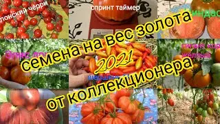 A parcel of tomato seeds from the wonderful collector Lyudmila Seregina!