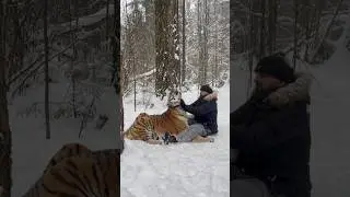 Wintertime for tiger ❄️❄️❄️