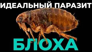 The Flea: The Perfect Parasite That Almost Destroyed Humanity