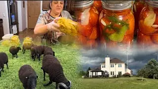 Три Дня Осенних Заготовок | Соленья | Помидоры и Вкусные Пирожки Своими Руками