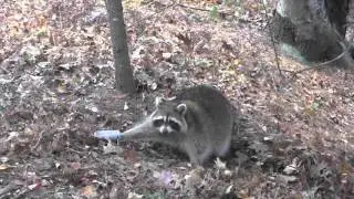 Pcs Feather Light Dog Proof DP Raccoon Traps - Doubling Up With Big Boar Coon