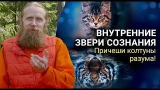 Внутренние звери сознания. От разрыва к цельности. Причеши колтуны разума.