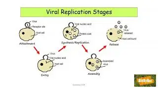 L.C. Biology Virus Replication