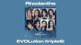 tripleS(트리플에스) EVOLution - Rhodanthe 【パート分け/日本語訳/歌詞/和訳】 #triples #트리플에스 #izone #아이즈원 #fiesta