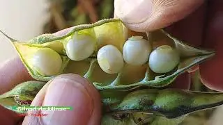 Farofa de Feijão Guandu