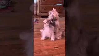 Two Mops Wrestling