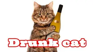 Пьяные кошки. Drunk cats