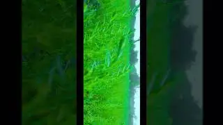 GREEN CINEMATIC