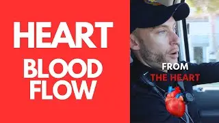 Heart Blood Flow MADE EASY
