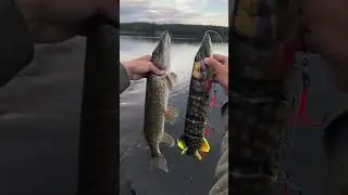 На яку найбільшу приманку ви ловили щуку ? 