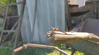 Dragonfly video 4k