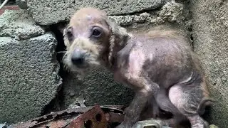 The dying dog hid from people! He didn't expect anyone to help him!