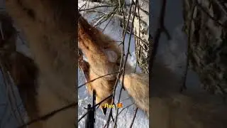 Хороший Лис 🦊 с отличным мехом