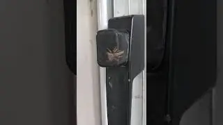 Itsy Bitsy Spider!
