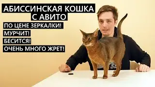Abyssinian cat from AVITO for the price of a DSLR!