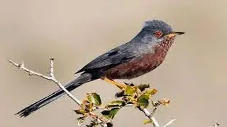 DartFord Warbler spotted in trees!