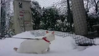 Pingu - Firts time snow