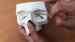 Глазница.Топография