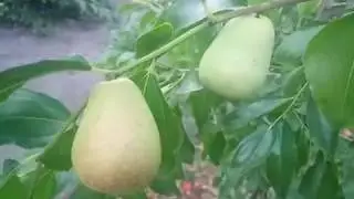 Зизифус сорт Тан Ян Цзао.  г. Кропивницкий
