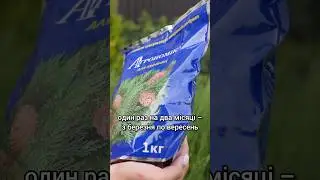 Добриво для хвойних. Підживлення туї, ялини, ялиці, сосни. Як застосовувати добриво Агрономіка Хвоя?