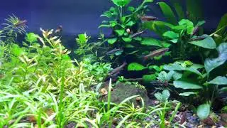 Cherry barbs, White Cloud Mountain minnows etc.