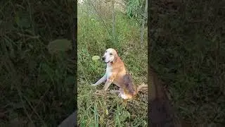Вальдшнеп без выстрела,с русской гончей.
