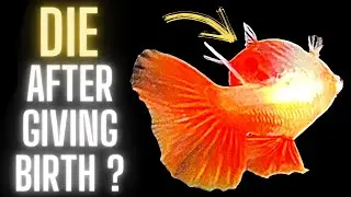 Guppy Fish Care - Why Did My Guppy Fish Die After Giving Birth ?
