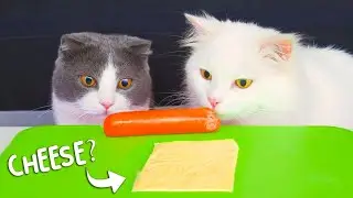 What Can't Cats Eat?