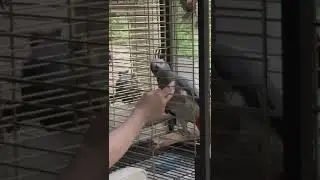 Танец жако Мэри