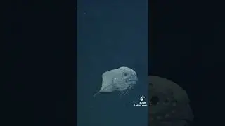 The Creature Uglier Than The Blobfish, WATCH THIS! #ocean #seaanimals #fish #seafood #seafoodboil